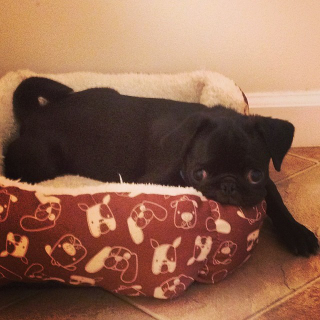 Tumblr via everydaydogpics